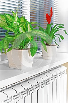 Heating white radiator radiator with flower and window.