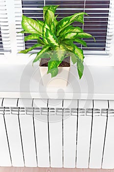 Heating white radiator radiator with flower and window.