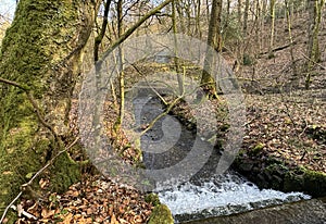 Heaton Woods, winter woodland scene, with the, Red Beck, old trees, and fallen leaves in, Bradford, UK