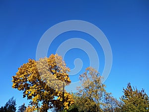 Heaven above the trees, gold leaves and blue sky