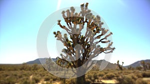 Heaven's Joshua tree