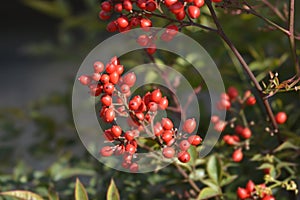 Heavenly bamboo photo