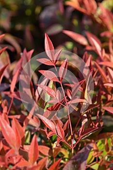 Heavenly bamboo Gulf Stream