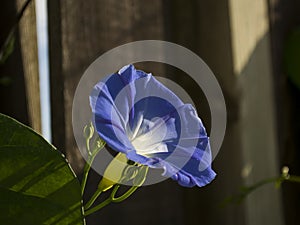 Heavenly Blue Morning Glory Flower