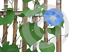 Heavenly blue Morning Glory flower Ipomoea tricolor with heart photo