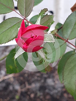 Heavenly budding rose