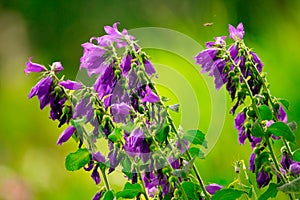 Heavenly Hues: Bellflowers Adorn the Garden with Delicate Blooms