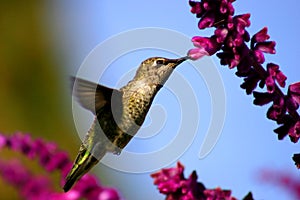 Heavenly Hummingbird