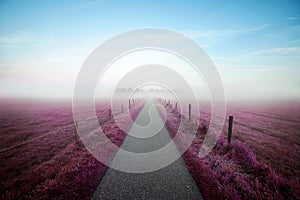 Heavenly path thru a violet colored field towards a misty forest