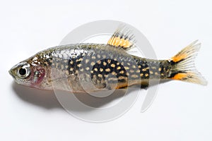 The heavenly pearl of danio. The Galaxy of Microassembly. aquarium fish on a white background. Soft Focus