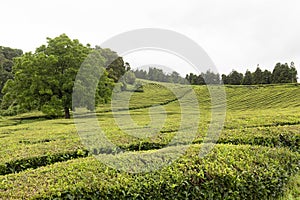 Heavenly tea plantation
