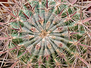 Heavily armed cactus