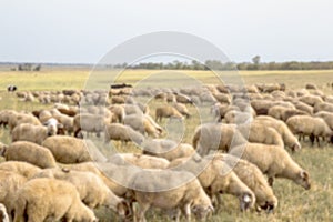 Heavily blurred blurry background. Flock of sheep grazes in nature. Countryside, agriculture. Natural rustic background. Beautiful