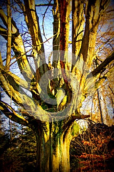 heavily branched old beech in the nature reserve Urwald Sababurg near Kassel