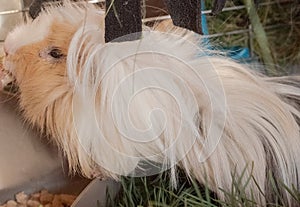 A heavily furred guinea pig eating some rodent treat.