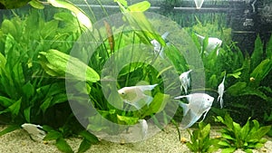 Heavily planted fresh water aquarium with pearl diamond pterophillum scalare fish photo