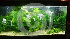 Heavily planted fresh water aquarium with pearl diamond pterophillum scalare fish photo