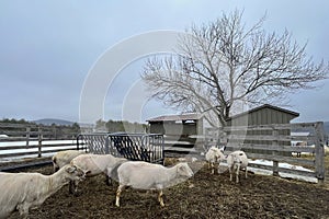 Heavily pregnant sheep in early spring