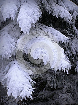 Heavily snowed branches of pine