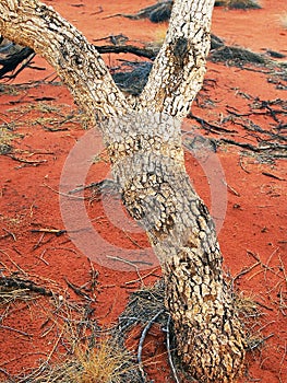 Desolate Native Tree After Bushfire, Uluru, Red Centre, Australia