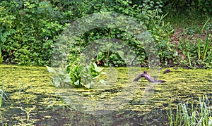 Heavily Vegetated Scottish Pond with Common Water plantain otherwise known as Mad-Dog Weed. Surrounded by water lentil and a