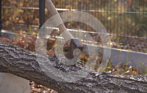 A heavy antique ax driven with a flourish into a felled tree trunk.