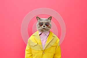 Heavy Cat Anthropomorphic Bright Colors Trendy Coo, Generative AI