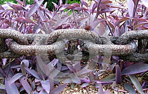 Heavy chain above tradescantia plant