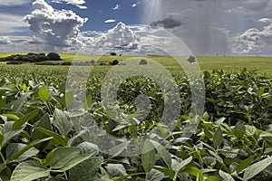 Heavy clouds and rain arrive at a green soybean plantation in the rural area