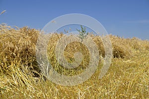 Heavy crop of wheat