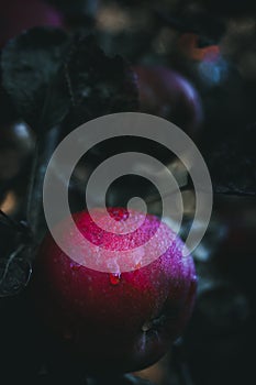 Heavy dew on a ripe apple growing on a tree.