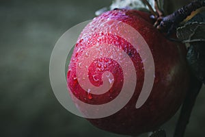 Heavy dew on a ripe apple growing on a tree.