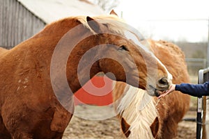 Heavy Draft Horse Eating Out of Hand