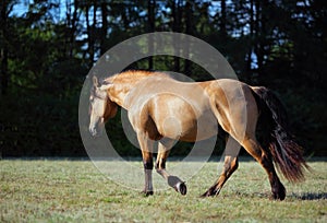 Heavy draft horse in evening pasture