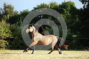 Heavy draft horse at farm vacation in summer