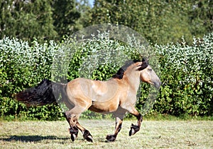 Heavy draft horse at farm vacation in summer