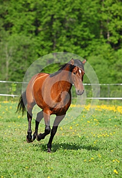 Heavy draft horse running gallop in a field