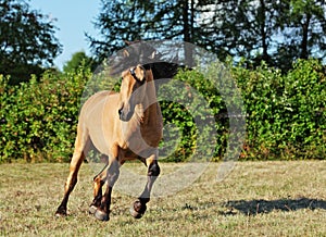 Heavy draft horse runs gallop on the summer meadow