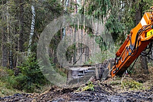 Heavy equipment working in the forest, The concept of deforestation from an old and valuable stand, Threat to the ecosystem