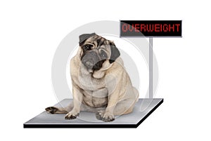 Heavy fat pug puppy dog sitting down on vet scale with overweight LED sign photo