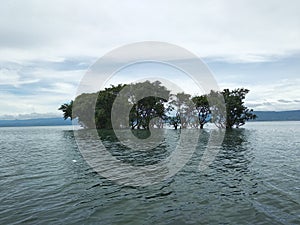 Heavy flowing water with  tree in cloudy sky