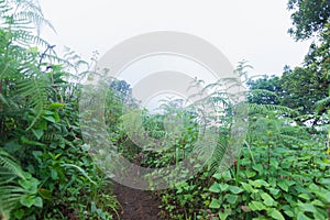 Heavy fog, cloud and mist in tropical rainforest in mon jong doi at Chaing mai