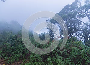 Heavy fog, cloud and mist in tropical rainforest in mon jong doi at Chaing mai