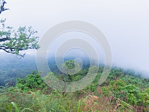 Heavy fog, cloud and mist in tropical rainforest in mon jong doi at Chaing mai