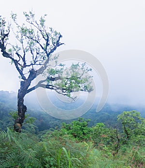 Heavy fog, cloud and mist in tropical rainforest in mon jong doi at Chaing mai