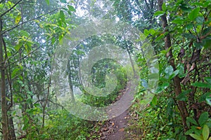 Heavy fog, cloud and mist in tropical rainforest in mon jong doi at Chaing mai