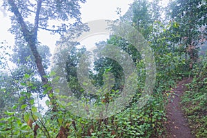 Heavy fog, cloud and mist in tropical rainforest in mon jong doi at Chaing mai