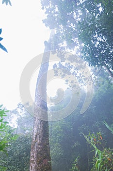 Heavy fog, cloud and mist in tropical rainforest in mon jong doi at Chaing mai