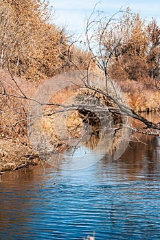 Heavy growth on the banks of the Cache La Poudre River
