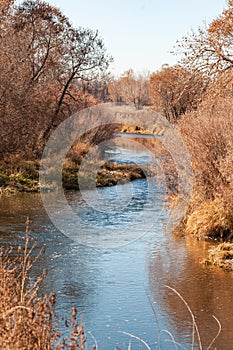 Heavy growth on the banks of the Cache La Poudre River